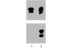 Western blot analysis for Stat1 (pY701) (far left figure). (STAT1 抗体  (pTyr701))