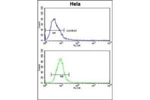 Flow cytometric analysis of Hela cells using Glypican-1 / GPC1Antibody (N-term) Cat. (GPC1 抗体  (N-Term))
