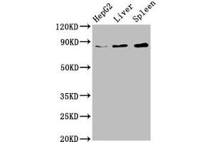 Western Blot Positive WB detected in: HepG2 whole cell lysate, Rat liver tissue, Mouse spleen tissue All lanes: NSUN2 antibody at 6. (NSUN2 抗体  (AA 432-509))