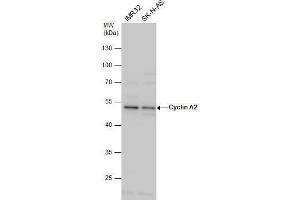 WB Image Cyclin A2 antibody detects Cyclin A2 protein by western blot analysis.