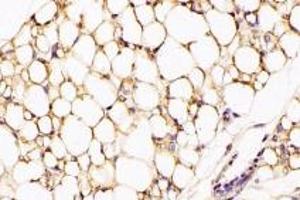 Immunohistochemistry analysis of paraffin-embedded rat white fat using,GPR120 (ABIN7074942) at dilution of 1: 2000 (O3FAR1 抗体)