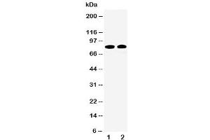 Western blot testing of Calpain 1 antibody and Lane 1:  HT1080 (CAPN1 抗体  (Middle Region))