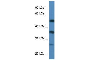 WB Suggested Anti-SERBP1 Antibody Titration:  0.