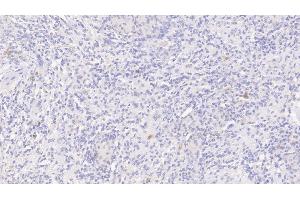 Detection of IL8 in Canine Spleen Tissue using Polyclonal Antibody to Interleukin 8 (IL8)