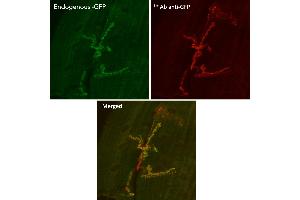 Immunofluorescence (IF) image for anti-Green Fluorescent Protein (GFP) antibody (ABIN1440019) (GFP 抗体)