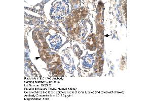 Immunohistochemistry (IHC) image for anti-Solute Carrier Family 17 (Anion/Sugar Transporter), Member 2 (SLC17A2) (Middle Region) antibody (ABIN2778133)