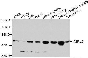 Western blot analysis of extracts of various cell lines, using F2RL3 antibody. (F2RL3 抗体)