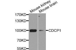 Western blot analysis of extract of mouse kidney and mouse brain cells, using CDCP1 antibody. (CDCP1 抗体)