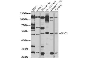 Western blot analysis of extracts of various cell lines, using WNT1 antibody (ABIN1683291, ABIN3016105, ABIN3016107 and ABIN6219551) at 1:1000 dilution. (WNT1 抗体  (AA 231-370))