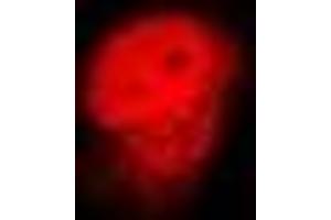 Immunofluorescent analysis of Lamin B2 staining in U2OS cells. (Lamin B2 抗体)