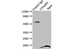 Immunoprecipitating C16orf87 in HepG2 whole cell lysate Lane 1: Rabbit control IgG instead of ABIN7175045 in HepG2 whole cell lysate. (C16ORF87 抗体  (AA 1-154))