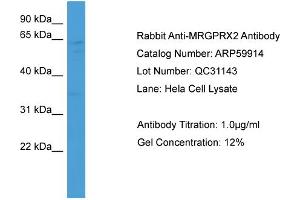 WB Suggested Anti-MRGPRX2  Antibody Titration: 0. (MRGPRX2 抗体  (Middle Region))