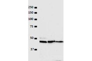 Western Blotting (WB) image for anti-Vaccinia Related Kinase 1 (VRK1) (N-Term) antibody (ABIN2452161)