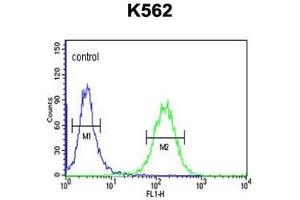 Flow Cytometry (FACS) image for anti-Suppressor of Var1, 3-Like 1 (SUPV3L1) antibody (ABIN3004313) (SUPV3L1 抗体)