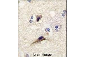 Formalin-fixed and paraffin-embedded human brain tissue reacted with NTF3 antibody (Center) (ABIN392182 and ABIN2841893) , which was peroxidase-conjugated to the secondary antibody, followed by DAB staining. (Neurotrophin 3 抗体  (AA 122-151))