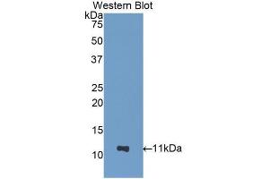 Western blot analysis of the recombinant protein. (NUCB2 抗体  (AA 25-104))