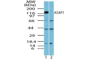 Image no. 1 for anti-ArfGAP with SH3 Domain, Ankyrin Repeat and PH Domain 1 (ASAP1) (AA 962-978) antibody (ABIN960086) (ASAP1 抗体  (AA 962-978))