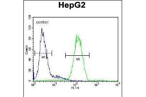 Flow cytometric analysis of HepG2 cells (right histogram) compared to a negative control cell (left histogram). (SERPINH1 抗体  (AA 169-196))