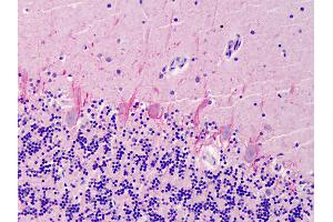 Anti-SUMO2/SUMO3 antibody IHC of human cerebellum. (SUMO2 抗体  (AA 49-81))