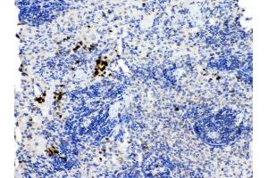 PD1 was detected in paraffin-embedded sections of rat spleen tissues using rabbit anti- PD1 Antigen Affinity purified polyclonal antibody (Catalog # ) at 1 µg/mL. (PD-1 抗体  (N-Term))