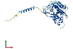 AlphaFold protein structure predicition of Human Recombinant B3GALNT1 Protein, UniprotID O75752