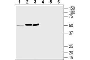 anti-MAS-Related GPR, Member D (MRGPRD) (AA 285-299), (Intracellular) antibody