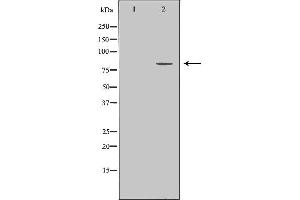 Western blot analysis of extracts of HeLa, using ZYX antibody. (ZYX 抗体  (Internal Region))