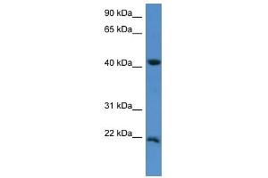 Western Blot showing IMMP2L antibody used at a concentration of 1-2 ug/ml to detect its target protein. (IMMP2L 抗体  (C-Term))