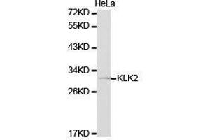 Western Blotting (WB) image for anti-Kallikrein 2 (KLK2) antibody (ABIN1873440) (Kallikrein 2 抗体)