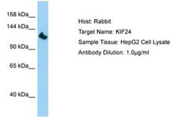 KIF24 抗体  (AA 207-256)