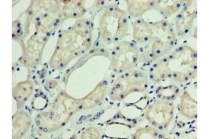 Immunohistochemistry of paraffin-embedded human kidney tissue using ABIN7150554 at dilution of 1:100 (DNAJC3 抗体  (AA 1-226))