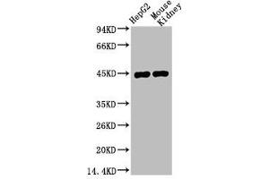Western blot analysis of 1) HepG2, 2) Mouse Kidney, diluted at 1:1000. (AMACR 抗体)