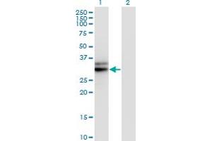 Western Blot analysis of HMGCL expression in transfected 293T cell line by HMGCL monoclonal antibody (M01), clone 4F4-D1. (HMGCL 抗体  (AA 1-325))