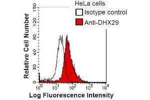 HeLa cells were fixed in 2% paraformaldehyde/PBS and then permeabilized in 90% methanol. (DHX29 抗体)
