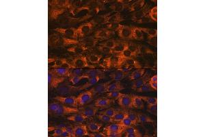 Immunofluorescence (IF) image for anti-Y Box Binding Protein 1 (YBX1) antibody (ABIN7271410)