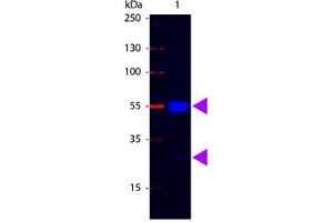 Image no. 1 for Rabbit anti-Pig IgG (Whole Molecule) antibody (FITC) (ABIN301513) (兔 anti-Pig IgG (Whole Molecule) Antibody (FITC))