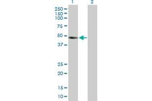 Western Blot analysis of INHBB expression in transfected 293T cell line by INHBB MaxPab polyclonal antibody.