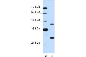 WB Suggested Anti-MINA Antibody Titration:  0.