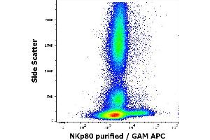 Flow cytometry surface staining pattern of human peripheral whole blood stained using anti-human NKp80 (5D12) purified antibody (concentration in sample 1,7 μg/mL, GAM APC). (KLRF1 抗体  (Extracellular Domain))