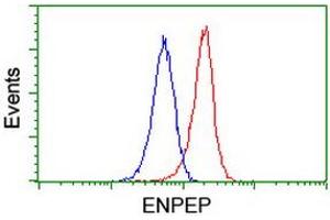 Flow cytometric Analysis of Jurkat cells, using anti-ENPEP antibody (ABIN2455401), (Red), compared to a nonspecific negative control antibody, (Blue). (ENPEP 抗体)