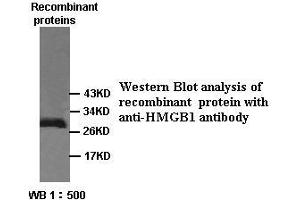 Image no. 1 for anti-High Mobility Group Box 1 (HMGB1) antibody (ABIN791169) (HMGB1 抗体)