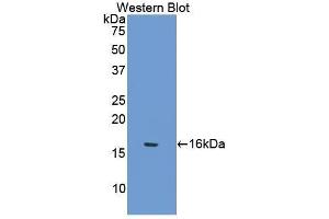 Western Blotting (WB) image for anti-Secreted Frizzled-Related Protein 5 (SFRP5) (AA 48-161) antibody (ABIN1175828) (SFRP5 抗体  (AA 48-161))