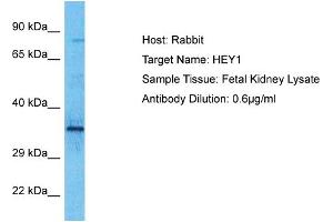 Host: Rabbit Target Name: HEY1 Sample Type: Fetal Kidney lysates Antibody Dilution: 0. (HEY1 抗体  (N-Term))