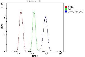 Flow Cytometry analysis of NRK cells using anti-CaMKII alpha/CAMK2A antibody (ABIN7599429). (CAMK2A 抗体  (AA 1-478))