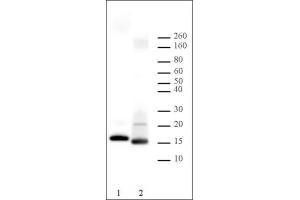 Histone H2B antibody tested by Western blot. (Histone H2B 抗体)