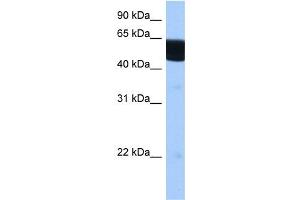 RXRB antibody used at 0. (Retinoid X Receptor beta 抗体  (N-Term))