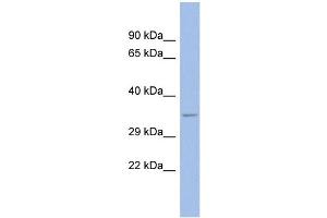 WB Suggested Anti-SPP1 Antibody Titration: 0. (Osteopontin 抗体  (N-Term))