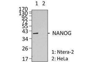 Western Blotting (WB) image for anti-Nanog Homeobox (NANOG) antibody (ABIN2666251) (Nanog 抗体)