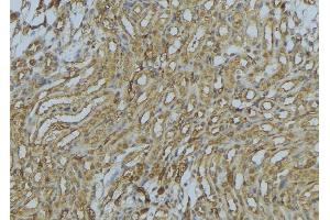 ABIN6273012 at 1/100 staining Mouse kidney tissue by IHC-P. (PEX16 抗体  (Internal Region))