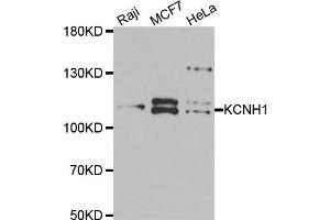 Western blot analysis of extracts of various cell lines, using KCNH1 antibody. (KCNH1 抗体)